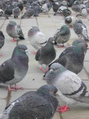 pigeons